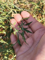 Cephalaria leucantha