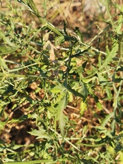 Cephalaria leucantha