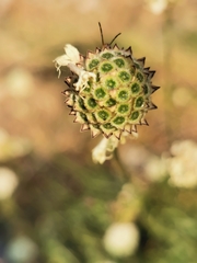 Cephalaria leucantha