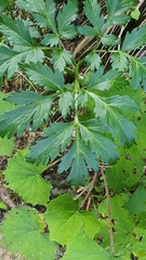 Pleurospermum austriacum