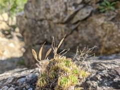 Draba cuspidata