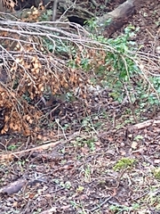 Aphrastura spinicauda