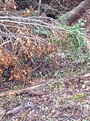 Aphrastura spinicauda