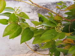 Cinnamomum burmanni