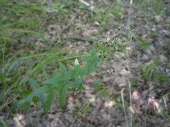 Galium rubioides