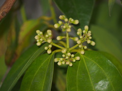 Cinnamomum burmanni