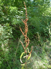 Rumex crispus crispus