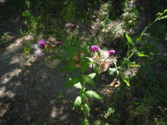 Carduus crispus crispus