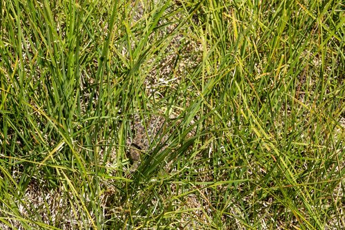 iNaturalist observation photo of Yosemite Toad