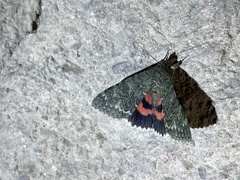 Catocala californica
