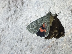 Catocala californica