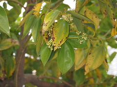 Cinnamomum burmanni