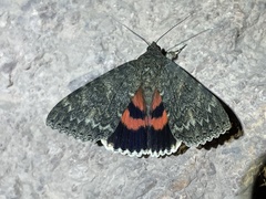 Catocala californica