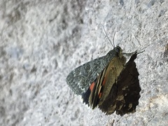 Catocala californica