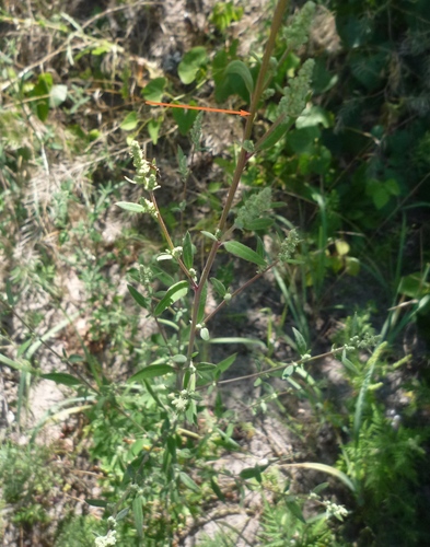 Chenopodium betaceum, photograph 5