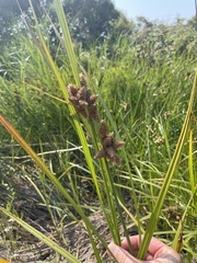 Bolboschoenus robustus