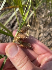 Bolboschoenus robustus