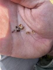 Bolboschoenus robustus