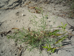 Corispermum hyssopifolium