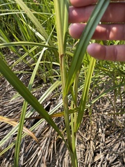 Bolboschoenus robustus