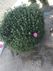 Magnoliopsida