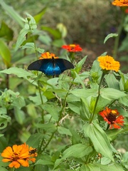 Heraclides androgeus