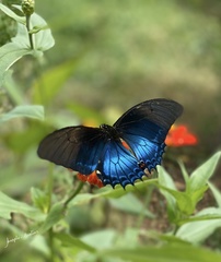 Heraclides androgeus
