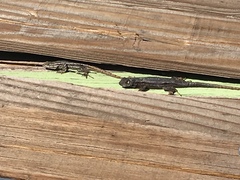 Sceloporus occidentalis
