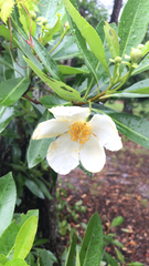 Gordonia lasianthus