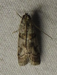 Promylea lunigerella