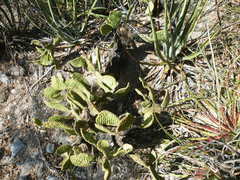Opuntia microdasys