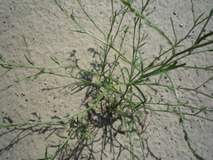 Corispermum hyssopifolium