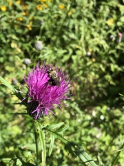 Melissodes desponsus