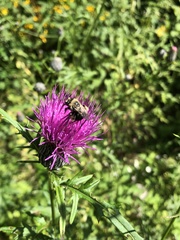 Melissodes desponsus