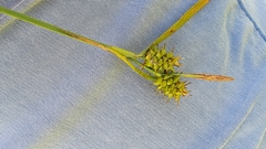 Carex flava