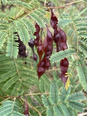 Acaciella