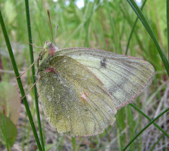 Colias canadensis