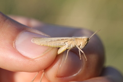 Chorthippus dichrous