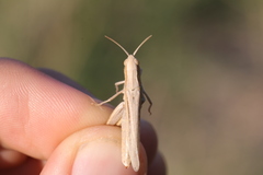 Chorthippus dichrous