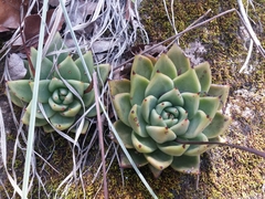 Echeveria agavoides
