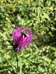 Melissodes desponsus