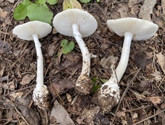 Amanita elliptosperma