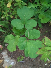 Heracleum sosnowskyi