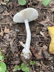 Amanita elliptosperma