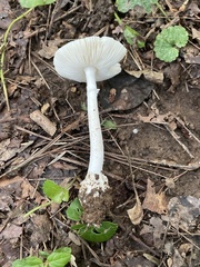 Amanita elliptosperma