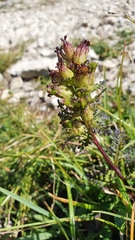 Pedicularis rostratocapitata