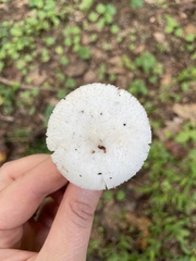 Amanita elliptosperma