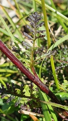 Pedicularis rostratocapitata
