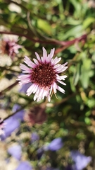 Erigeron glabratus