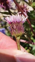 Erigeron glabratus